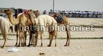 Tour of Qatar